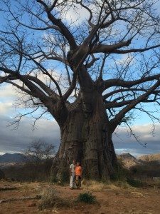 baobab