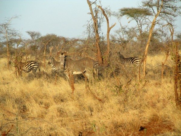 I love seeing the zebras too.