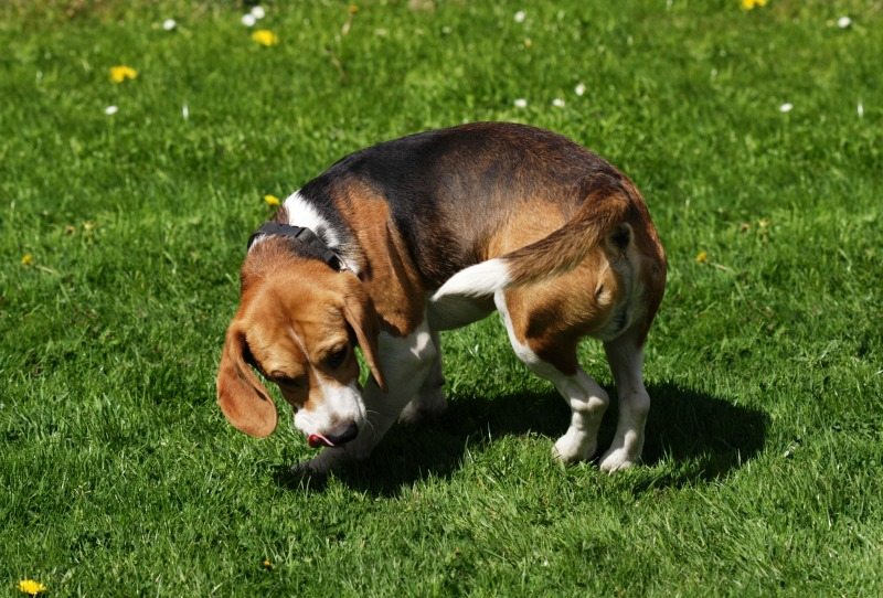 Puppy dog on green grass